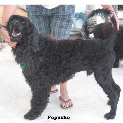 chien d’eau portugais : Popucho