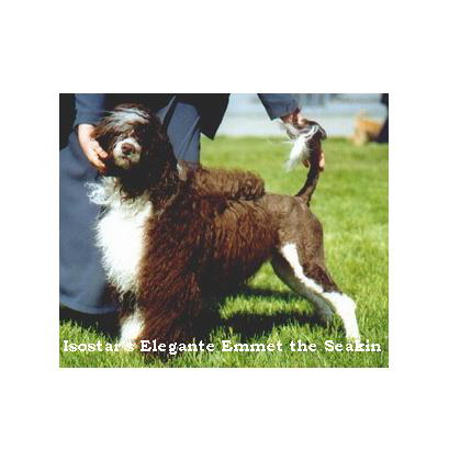 chien d’eau portugais : CH Isostar’s Elegante Emmet The Seakin